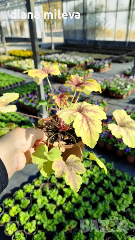 Хойхера Stoplight, студоустойчива, за сянка, снимка 6 - Градински цветя и растения - 52507064