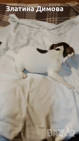 Джак ръсел териер, снимка 13 - Джак ръсел териер - 53458861