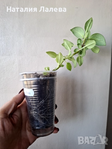 Бяла стрептокарпела, streptocarpella white, снимка 3 - Стайни растения - 52328711