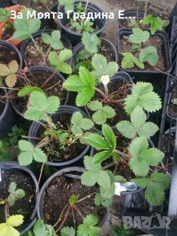 Горска ягода -Регина, снимка 3 - Разсади - 49459947