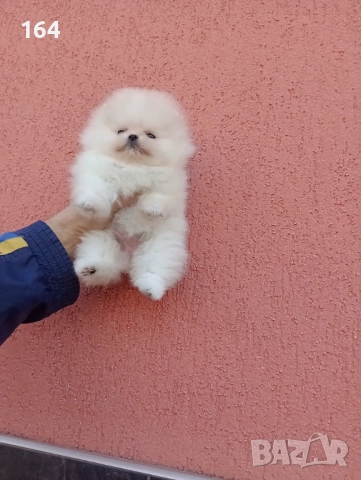 Мини Померан. Миниатюрно мини момиченце. Реални снимки!, снимка 3 - Померан - 52731610