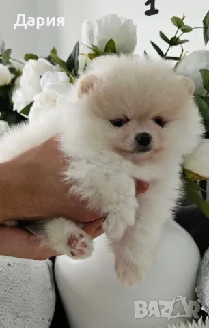 Померан , снимка 3 - Померан - 49650656