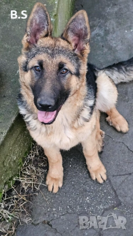 Чистокръвна немска овчарка , снимка 2 - Немска овчарка - 53453416