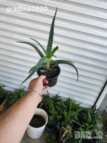 Алое вера - Лечебно , снимка 3 - Разсади - 37453038