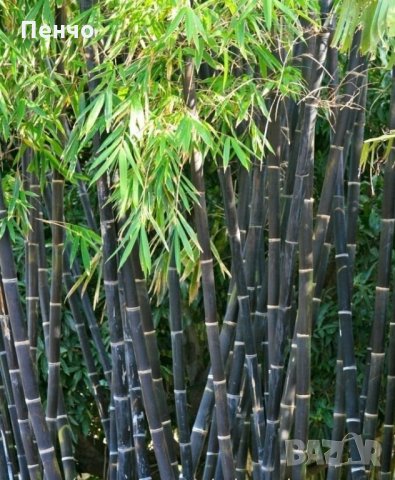 100 бр бамбукови семена градински растения Черен цвят бамбук Moso-Bamboo за декорация на градината д, снимка 4 - Сортови семена и луковици - 28091326