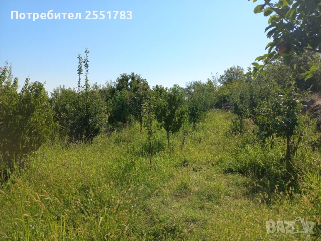 Млада плододаваща  овошна градина, снимка 5 - Земеделска земя - 41125668