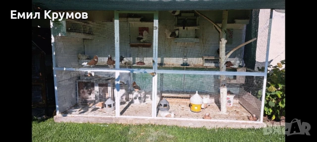 Продавам гълъби, снимка 4 - Гълъби - 51321719