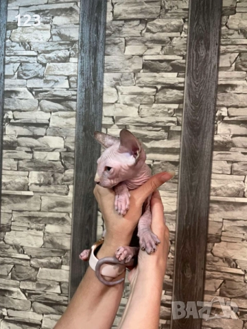 канадски сфинкс- рядка възможност за ценители на породата !, снимка 6 - Сфинксове - 50775667