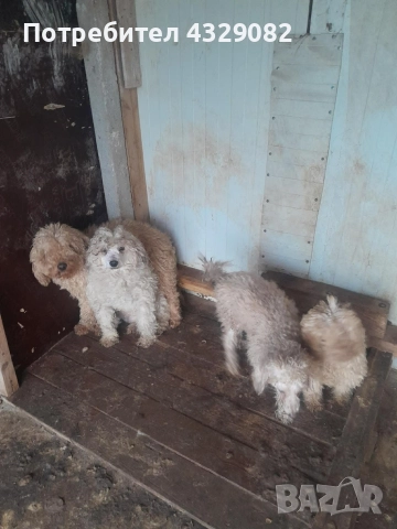 Продавам пудели, снимка 2 - Пудели - 52890890