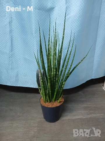 Сансевиера 47см.