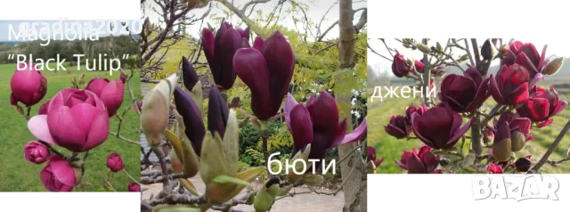 Магнолия - Magnolia НАЛИЧНИ 21 ВИДА Студоустoйчиви, снимка 4 - Градински цветя и растения - 28046229