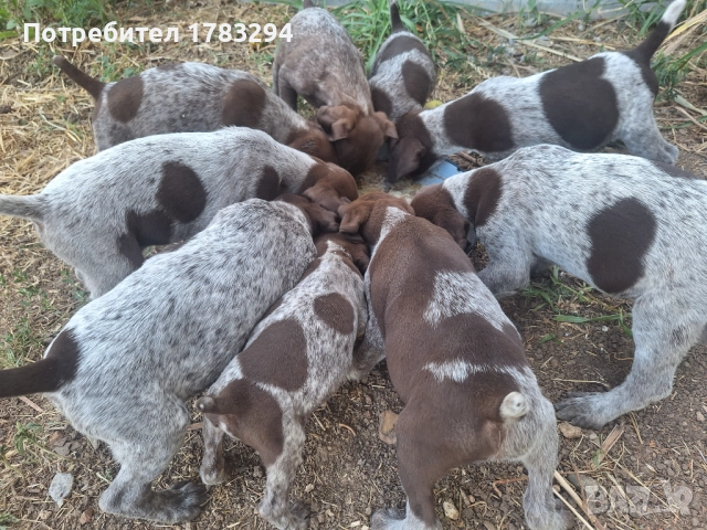 Курцхаари-ловни кучета, снимка 1