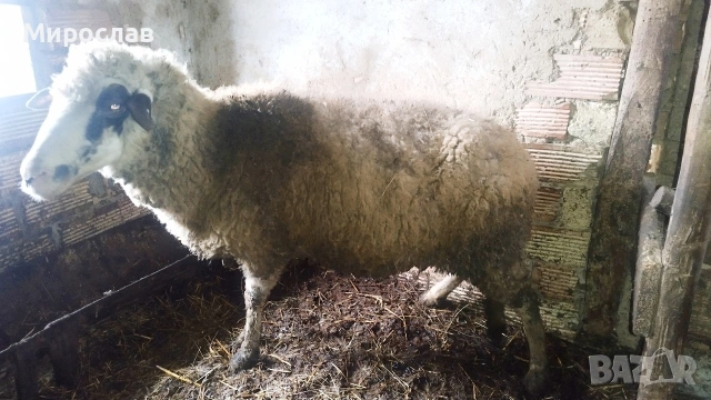 Продавам голяма овца, снимка 4 - Овце - 53390367
