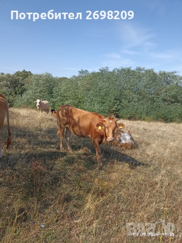 Крава и юница, снимка 2 - Крави - 52195412