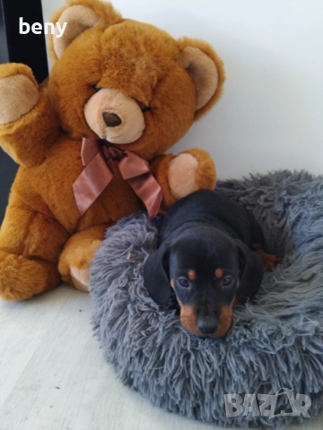 Мъжко Дакелче, снимка 9 - Дакели - 52938767