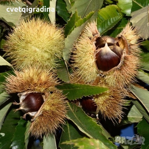 Castanea sativa – Ядлив кестен, снимка 3 - Градински цветя и растения - 52827329