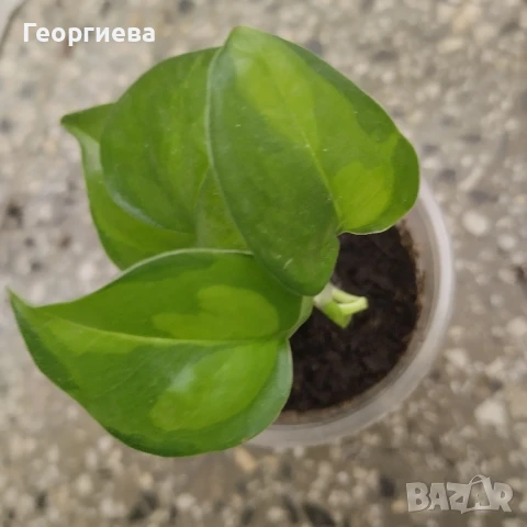 разменям, снимка 2 - Стайни растения - 51295902