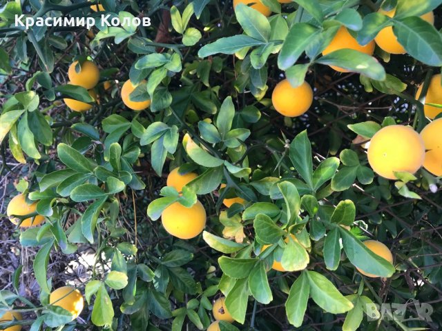 Портокал трилистен,Poncirus trifoliata, семена и растения, снимка 3 - Градински цветя и растения - 27077029