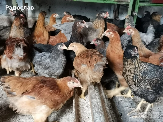 Ярки Селски шарени млади за яйца,кокошки, петли , снимка 1