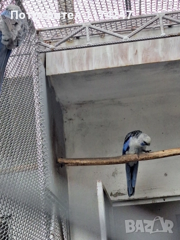 Сини пенантови розели, снимка 2 - Папагали - 52571258