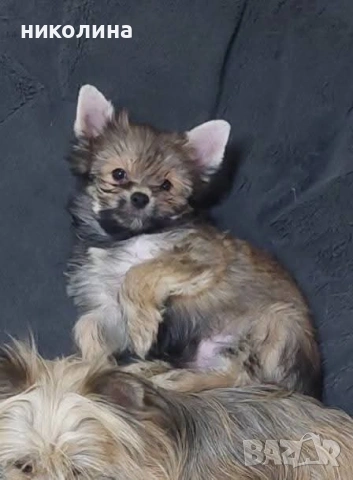 Продавам Йоркширски териер , снимка 12 - Йоркширски териер - 53051709