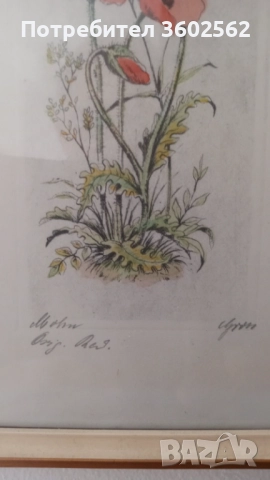 две офортни графики - ръчно оцветени , подписани, снимка 3 - Картини - 51729883