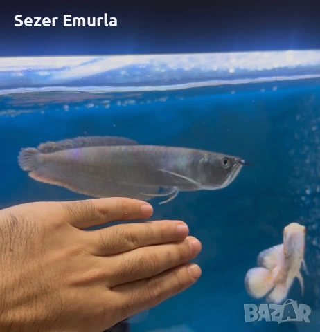 Арована 27 28 см, снимка 2 - Рибки - 53479267