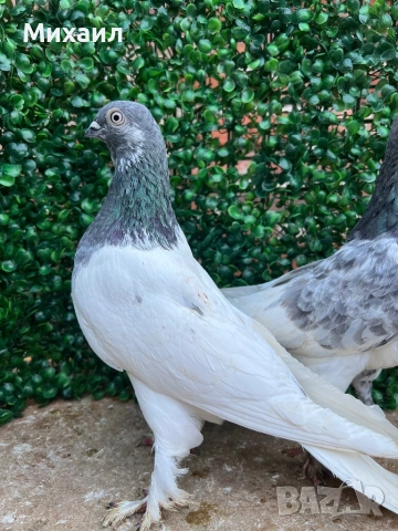 Сатинети, Унгарци, снимка 4 - Гълъби - 53406751