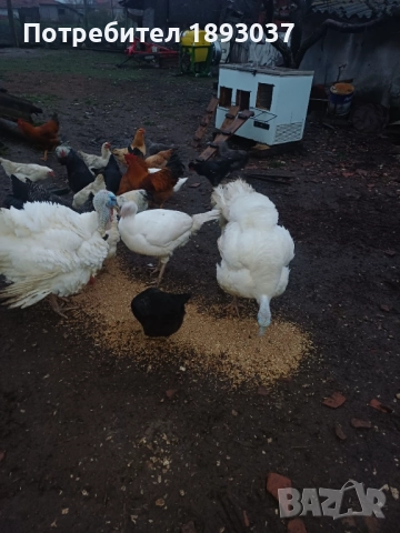 Пуяци и пуйки