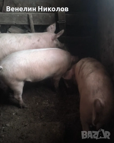 Прасета, снимка 5 - Прасета - 53504063