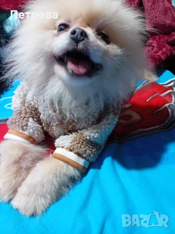 Продавам мъжки и женски померанчета