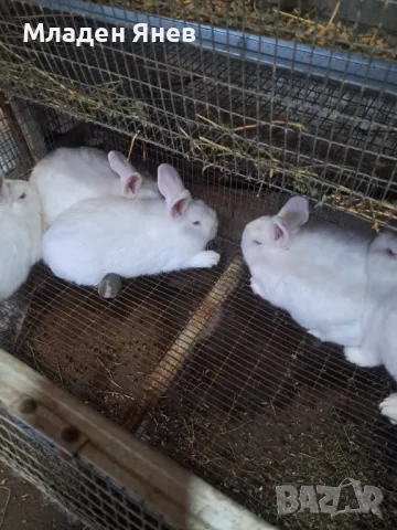 Новозеландски зайци, снимка 7 - Други - 43593956