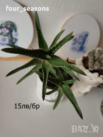 Кактуси, снимка 10 - Градински цветя и растения - 51905969