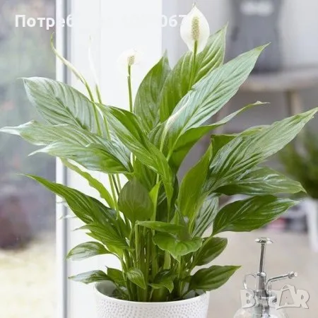 Стайно растение, снимка 1