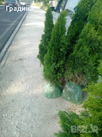 Туя, снимка 1