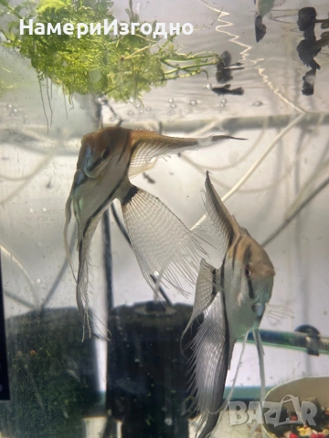 Работещи скаларии