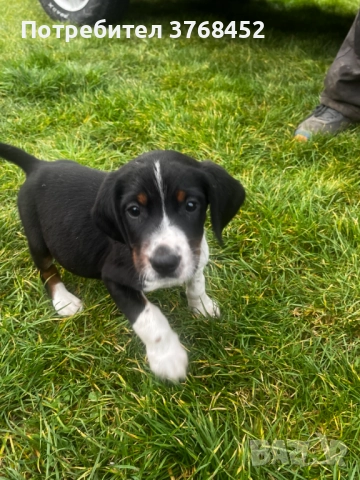 Продавам Трицветни Гончета, снимка 2 - Гонче - 52727535