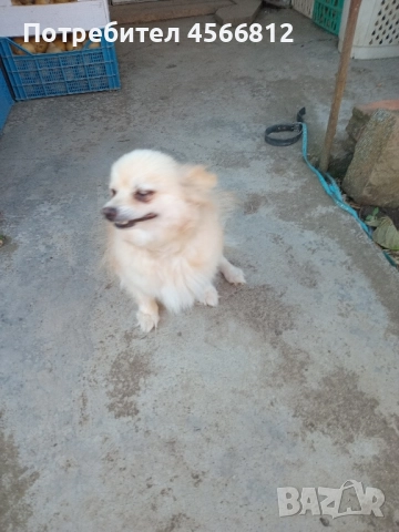 Немски шпиц , снимка 3 - Немски шпиц - 51460822