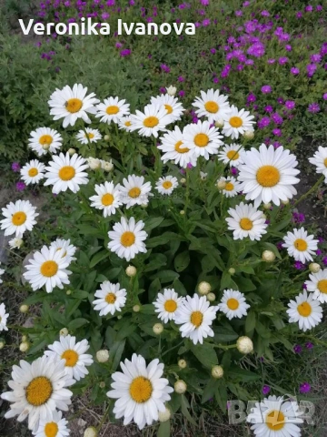 Маргарита Едроцветна, снимка 2 - Градински цветя и растения - 53078111