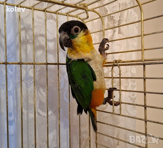 Папагал кайка/чернотеменен амазонек , снимка 4 - Папагали - 53447144