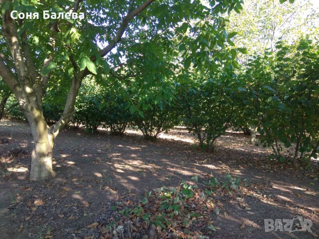 Орехова градина - 20 дка, снимка 3 - Земеделска земя - 26262761