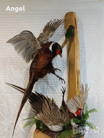 Препарирани фазани , снимка 4 - Други стоки за дома - 53458354