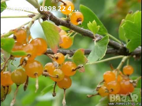 Касис- Френско грозде, снимка 5 - Градински цветя и растения - 27293149