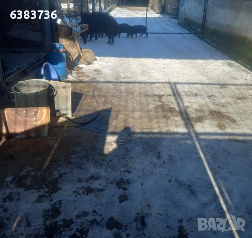 Продавам източна балканска порода, снимка 2 - Прасета - 53351748