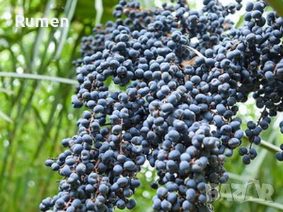 Продавам семена от студоустоичиви палми - 5 вида, снимка 2 - Разсади - 38409108