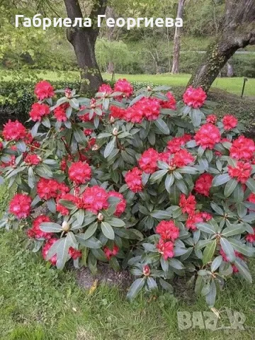 Рододендрон , снимка 1