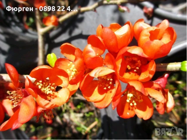 Японска дюля - Цидония, снимка 3 - Разсади - 41169747