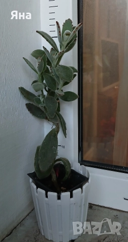 Сукуленти и кактуси , снимка 5 - Стайни растения - 52695803