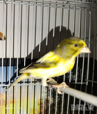 Женски певчески канарчета Орфей , снимка 2 - Канари - 52026869