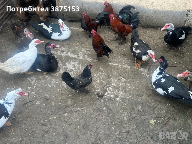 Неми патици и японски кокошки